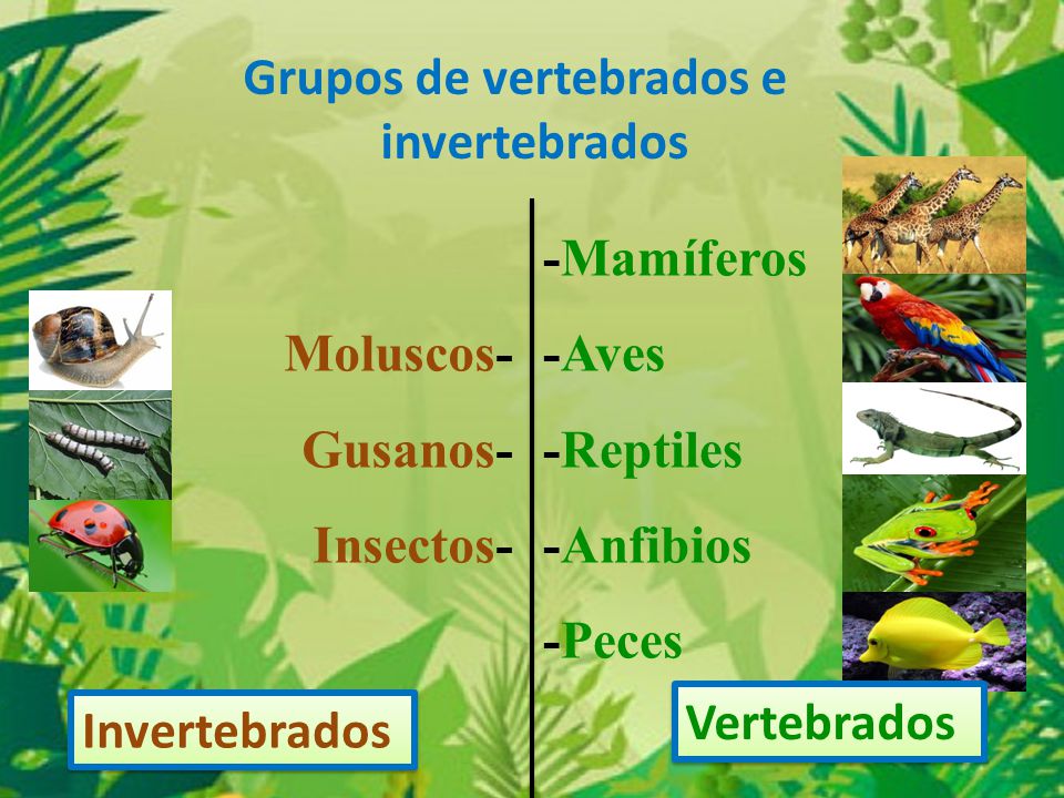Grupos de vertebrados e invertebrados