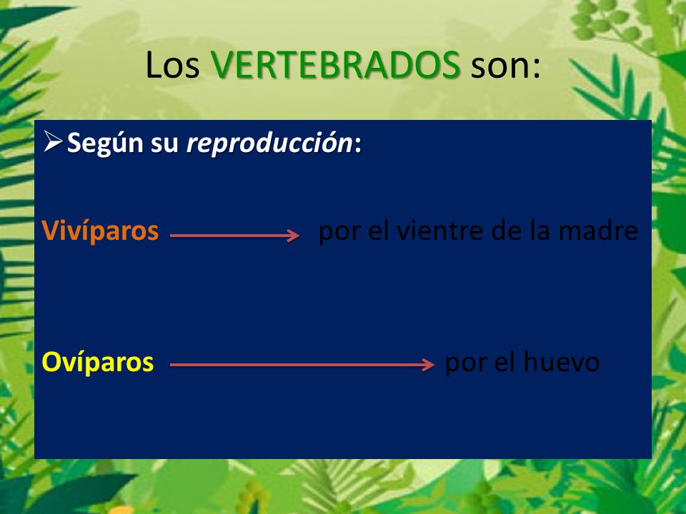 Los VERTEBRADOS son: Según su reproducción: