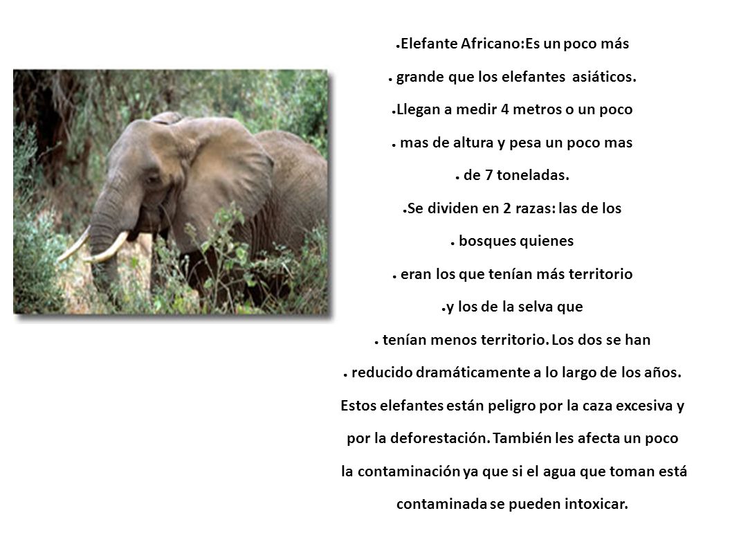 Elefante Africano:Es un poco más grande que los elefantes asiáticos.