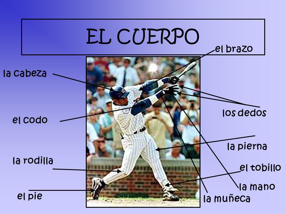 EL CUERPO el brazo la cabeza los dedos el codo la pierna la rodilla
