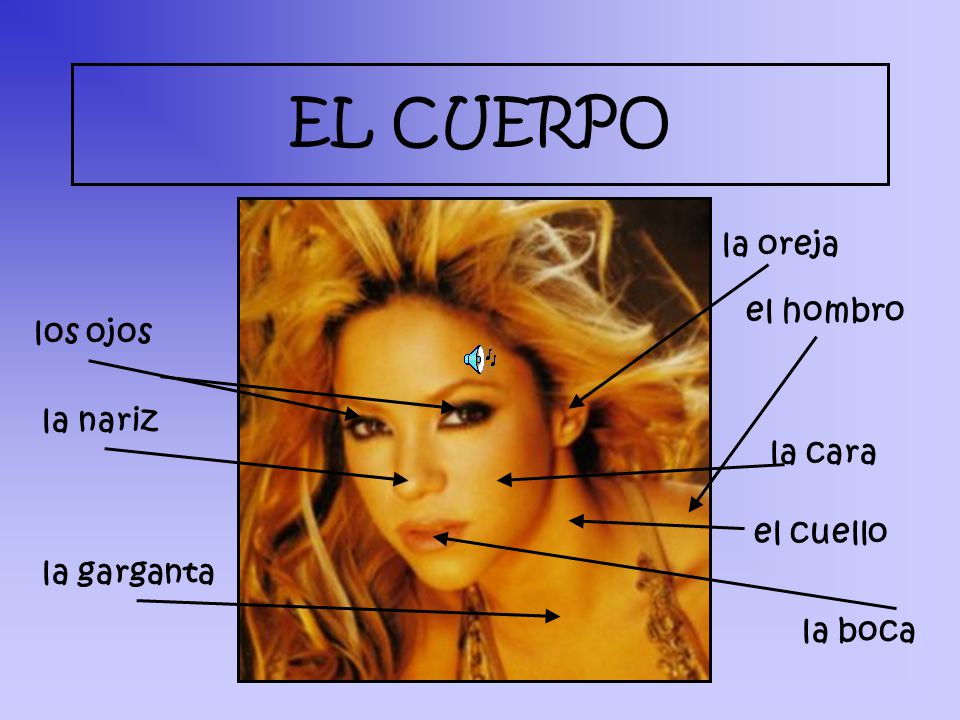 EL CUERPO la oreja el hombro los ojos la nariz la cara el cuello