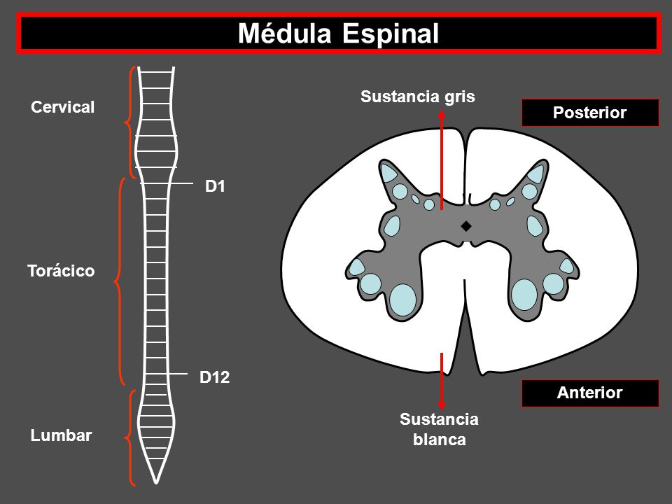 Médula Espinal Sustancia gris Cervical Posterior D1 Torácico D12