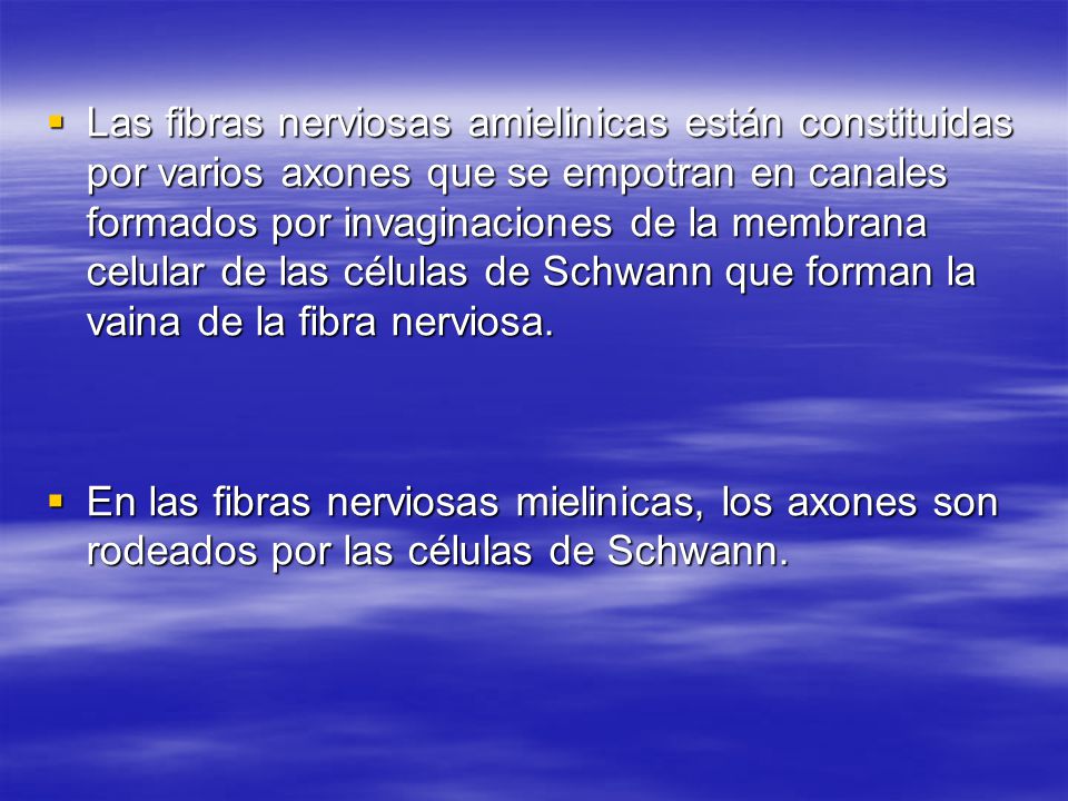 Las fibras nerviosas amielinicas están constituidas por varios axones que se empotran en canales formados por invaginaciones de la membrana celular de las células de Schwann que forman la vaina de la fibra nerviosa.