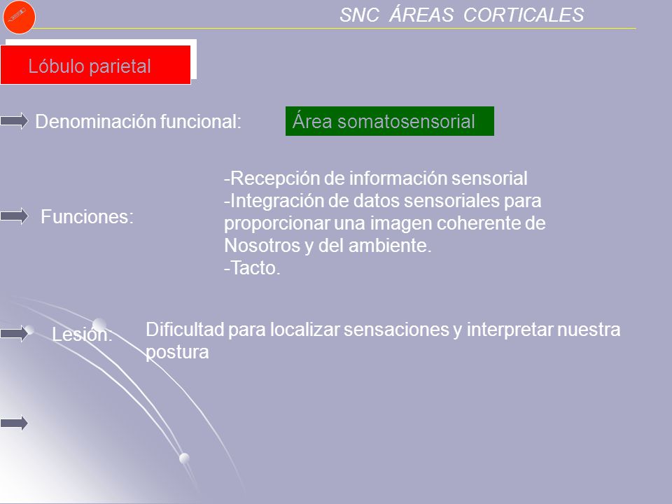 SNC ÁREAS CORTICALES. Lóbulo parietal. Denominación funcional: Área somatosensorial. Recepción de información sensorial.