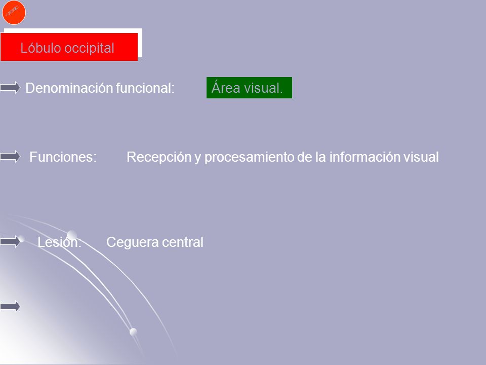  Lóbulo occipital. Denominación funcional: Área visual. Funciones: Recepción y procesamiento de la información visual.