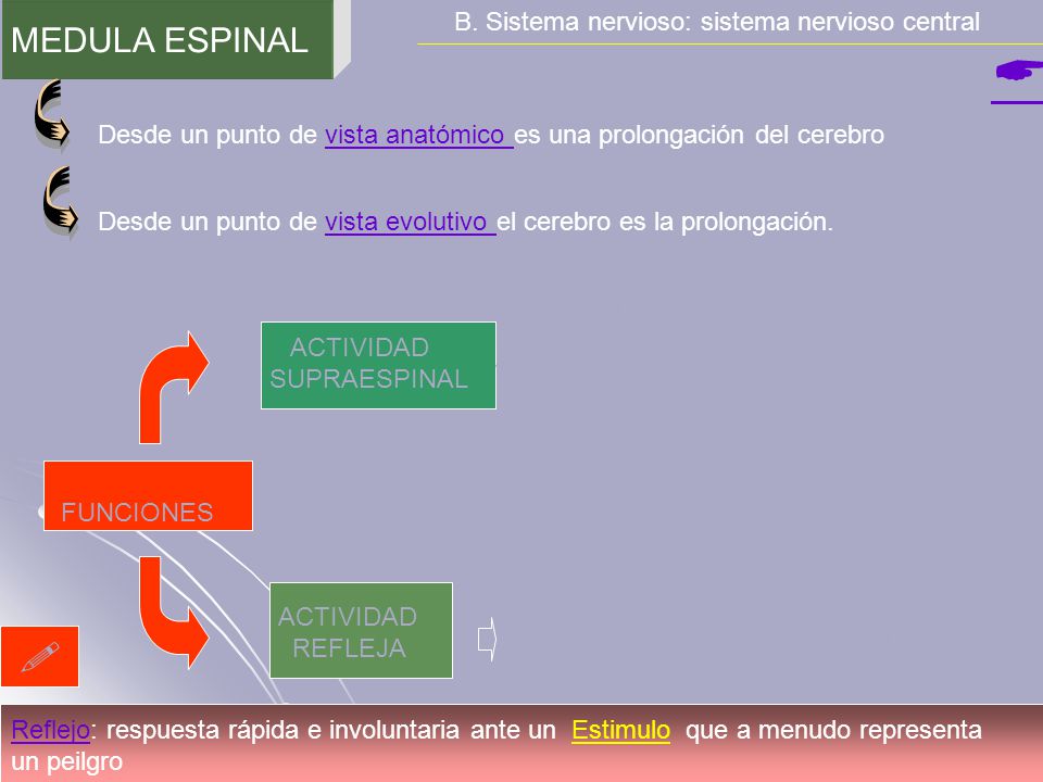   MEDULA ESPINAL B. Sistema nervioso: sistema nervioso central