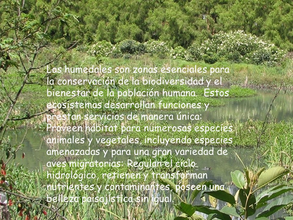 Los humedales son zonas esenciales para la conservación de la biodiversidad y el bienestar de la población humana. Estos ecosistemas desarrollan funciones y prestan servicios de manera única: Proveen hábitat para numerosas especies animales y vegetales, incluyendo especies amenazadas y para una gran variedad de aves migratorias: Regulan el ciclo hidrológico, retienen y transforman nutrientes y contaminantes, poseen una belleza paisajística sin igual.