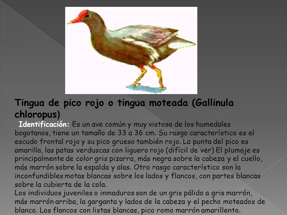 Tingua de pico rojo o tingua moteada (Gallinula chloropus)