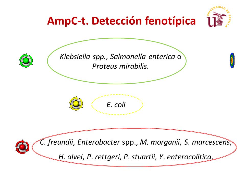 AmpC-t. Detección fenotípica