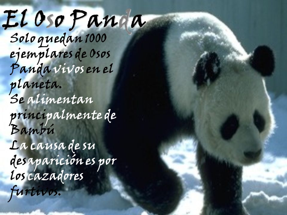 El Oso Panda Solo quedan 1000 ejemplares de Osos Panda vivos en el planeta. Se alimentan principalmente de Bambú.