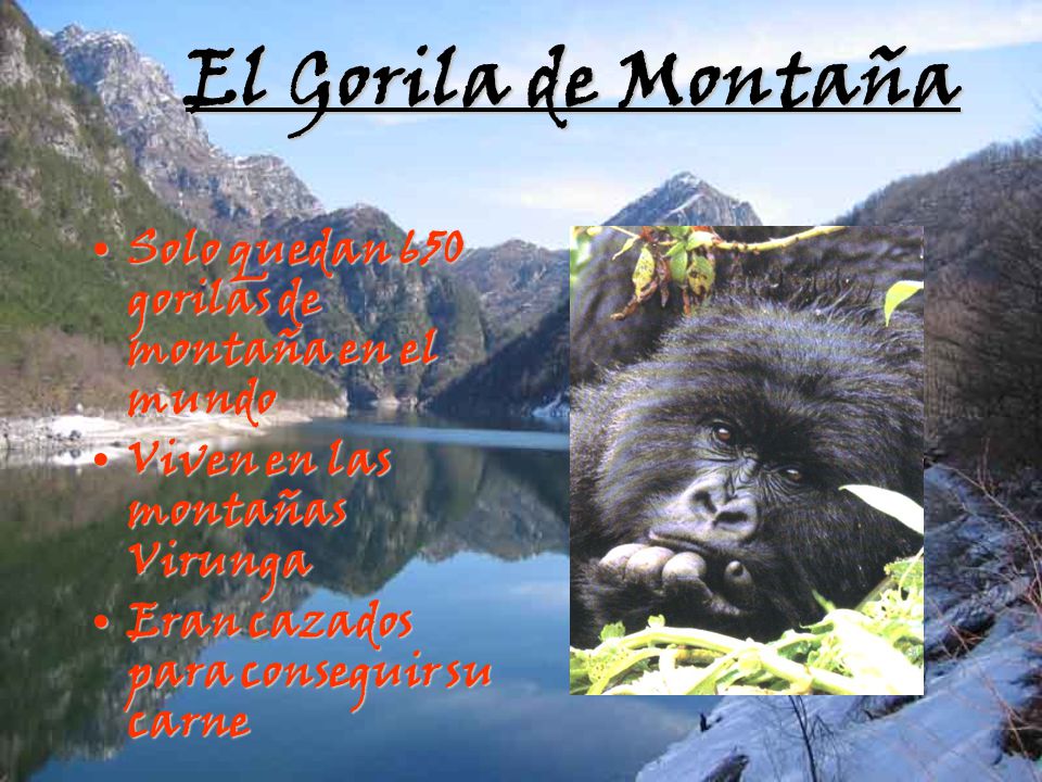 El Gorila de Montaña Solo quedan 650 gorilas de montaña en el mundo