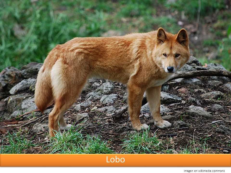 Lobo Imagen en wikimedia commons