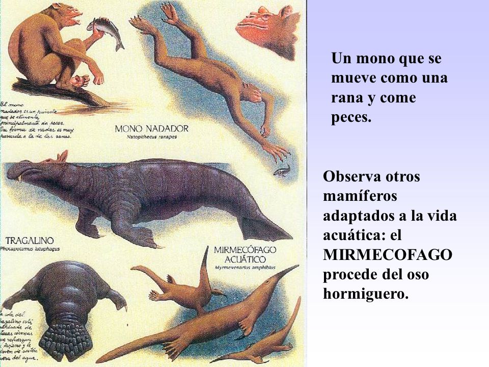 Un mono que se mueve como una rana y come peces.