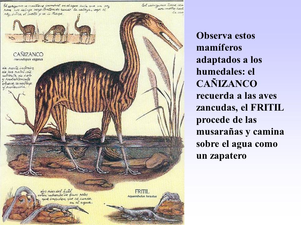 Observa estos mamíferos adaptados a los humedales: el CAÑIZANCO recuerda a las aves zancudas, el FRITIL procede de las musarañas y camina sobre el agua como un zapatero