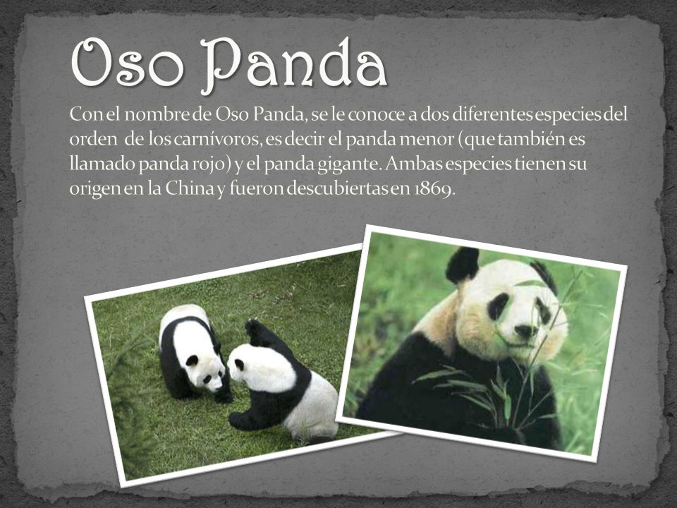 Oso Panda Con el nombre de Oso Panda, se le conoce a dos diferentes especies del orden de los carnívoros, es decir el panda menor (que también es llamado panda rojo) y el panda gigante. Ambas especies tienen su origen en la China y fueron descubiertas en 1869.