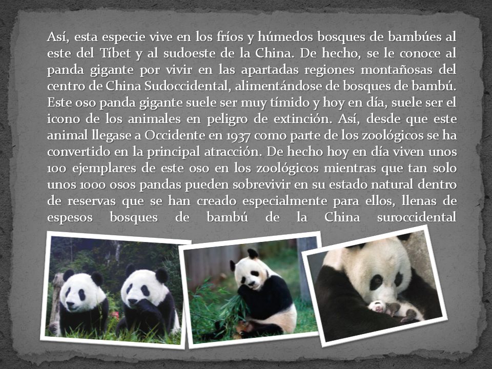 Así, esta especie vive en los fríos y húmedos bosques de bambúes al este del Tíbet y al sudoeste de la China.