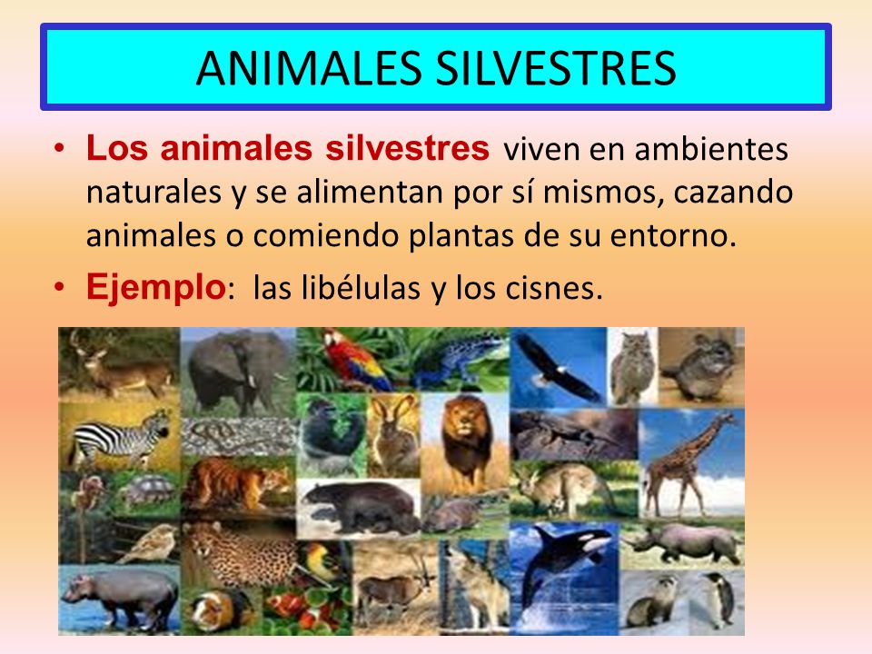 ANIMALES SILVESTRES