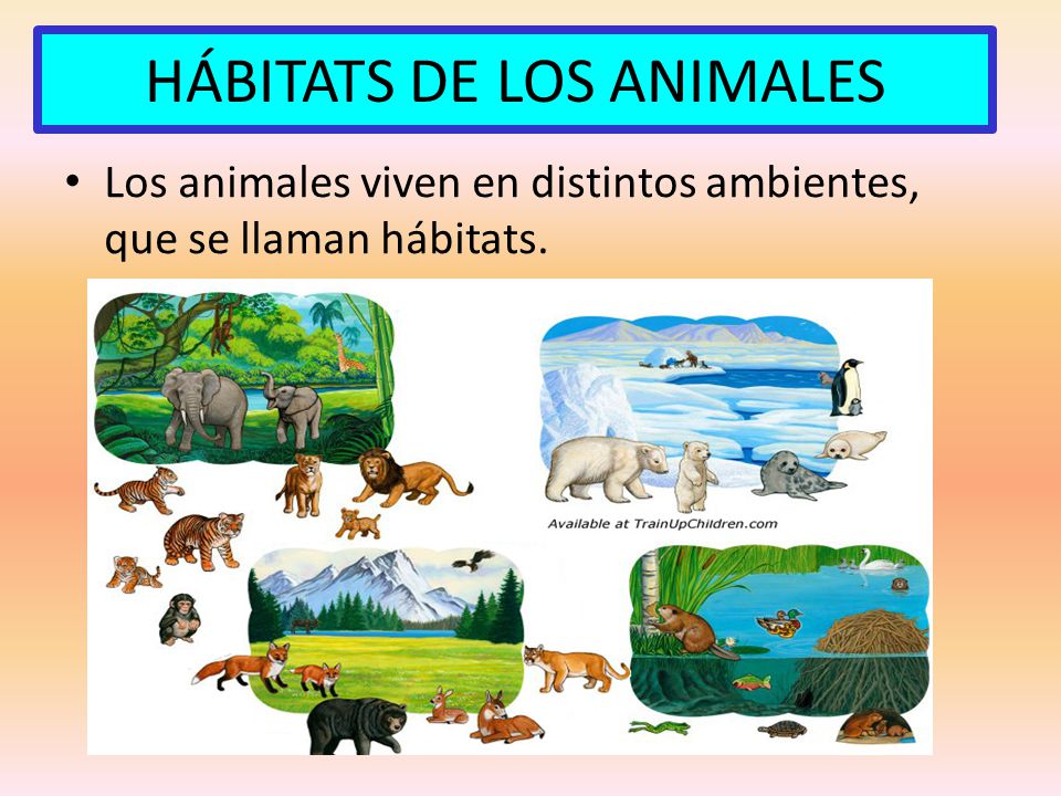 HÁBITATS DE LOS ANIMALES