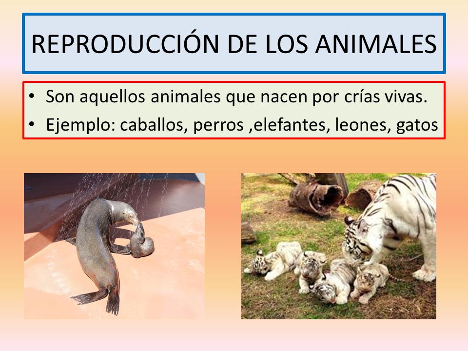 REPRODUCCIÓN DE LOS ANIMALES