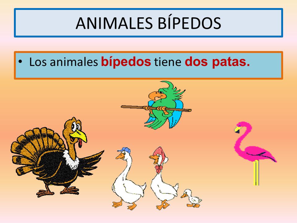 ANIMALES BÍPEDOS Los animales bípedos tiene dos patas.