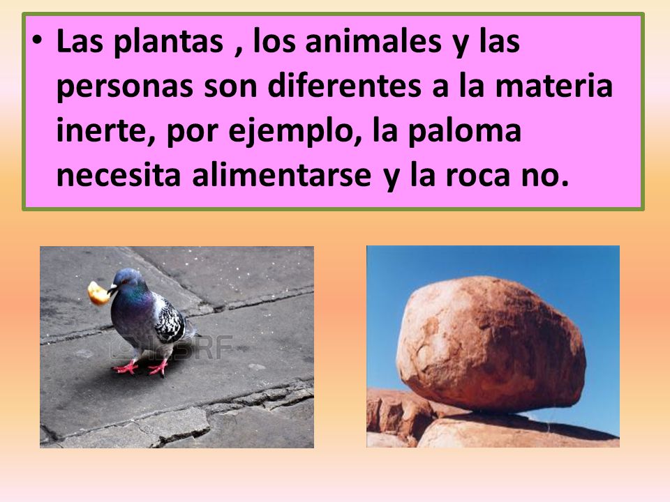 Las plantas , los animales y las personas son diferentes a la materia inerte, por ejemplo, la paloma necesita alimentarse y la roca no.