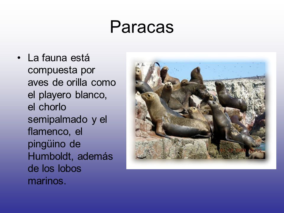 Paracas