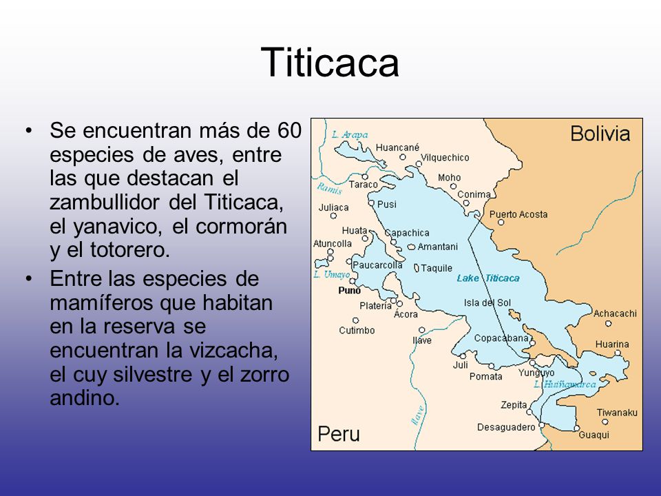 Titicaca Se encuentran más de 60 especies de aves, entre las que destacan el zambullidor del Titicaca, el yanavico, el cormorán y el totorero.