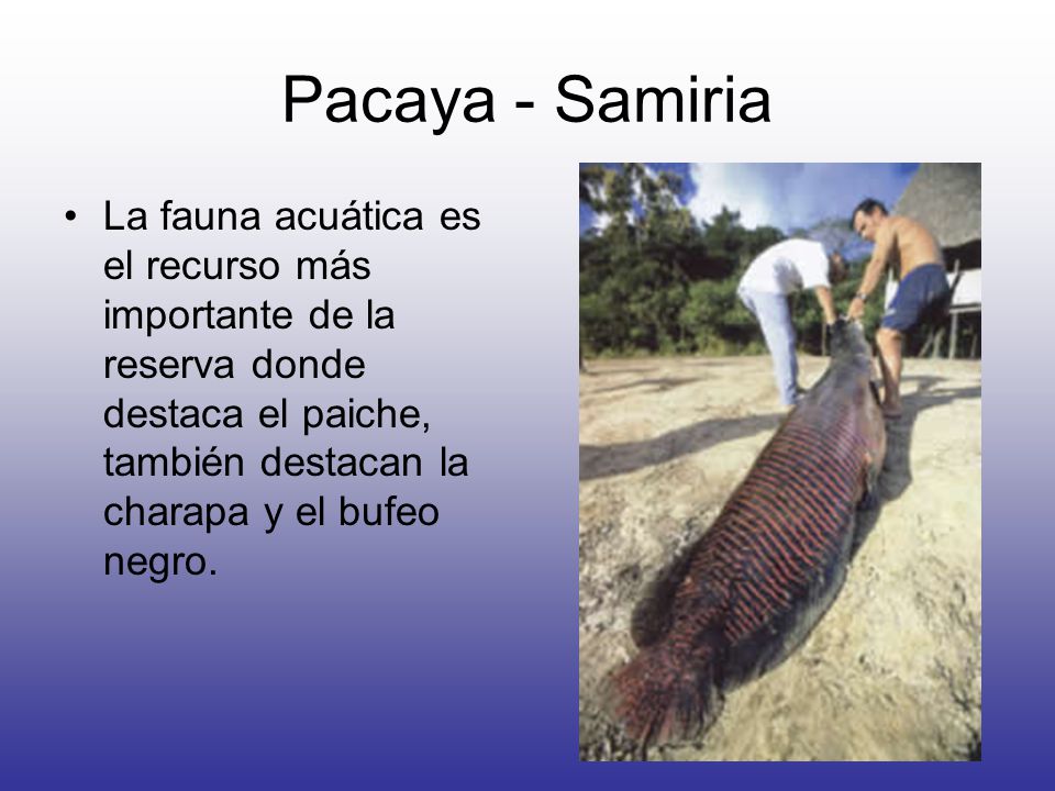 Pacaya - Samiria La fauna acuática es el recurso más importante de la reserva donde destaca el paiche, también destacan la charapa y el bufeo negro.