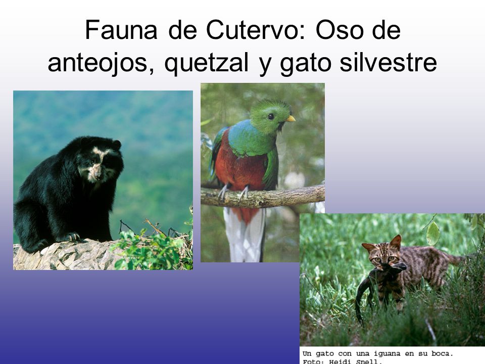 Fauna de Cutervo: Oso de anteojos, quetzal y gato silvestre