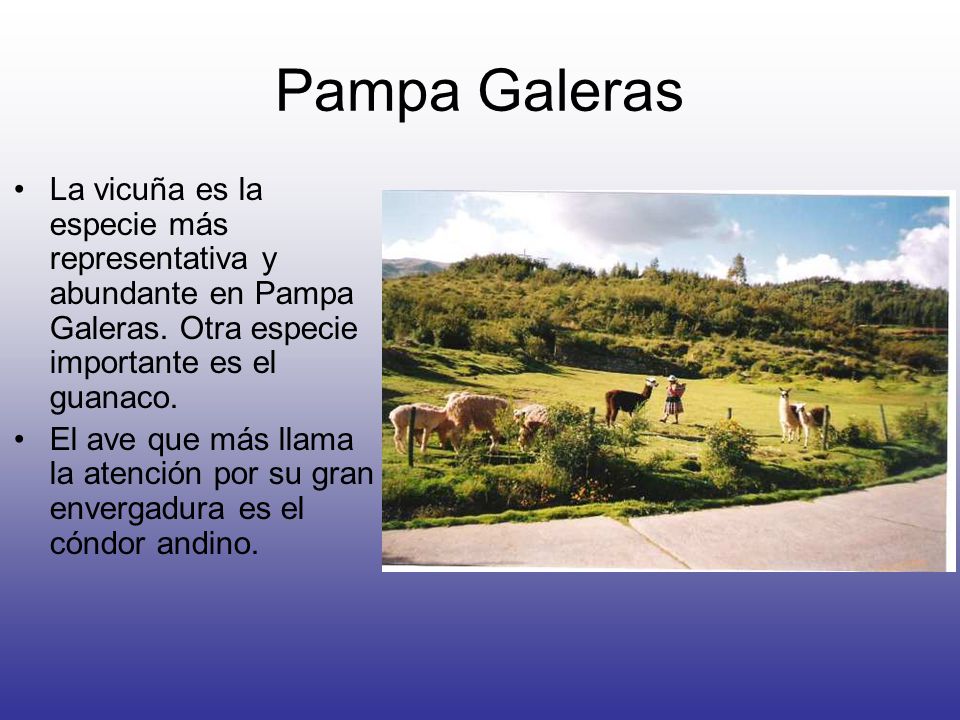 Pampa Galeras La vicuña es la especie más representativa y abundante en Pampa Galeras. Otra especie importante es el guanaco.