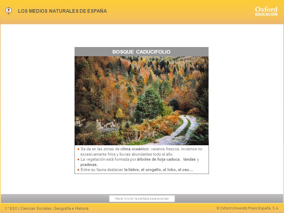 BOSQUE CADUCIFOLIO ● Se da en las zonas de clima oceánico: veranos frescos, inviernos no. excesivamente fríos y lluvias abundantes todo el año.