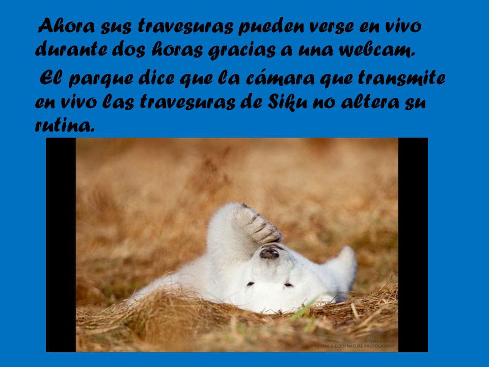 Ahora sus travesuras pueden verse en vivo durante dos horas gracias a una webcam.