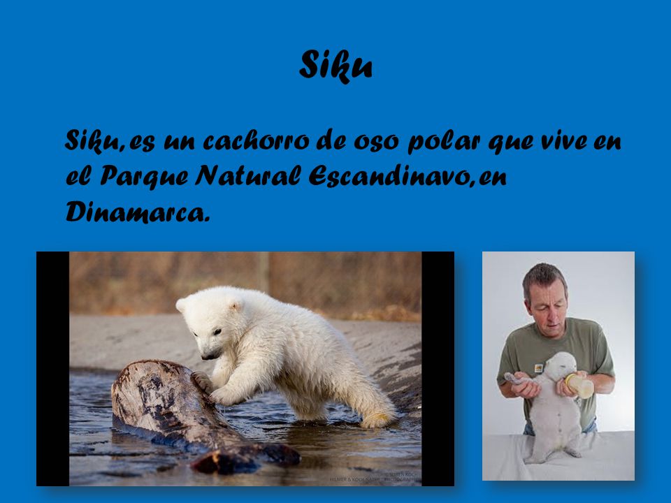 Siku Siku, es un cachorro de oso polar que vive en el Parque Natural Escandinavo, en Dinamarca.