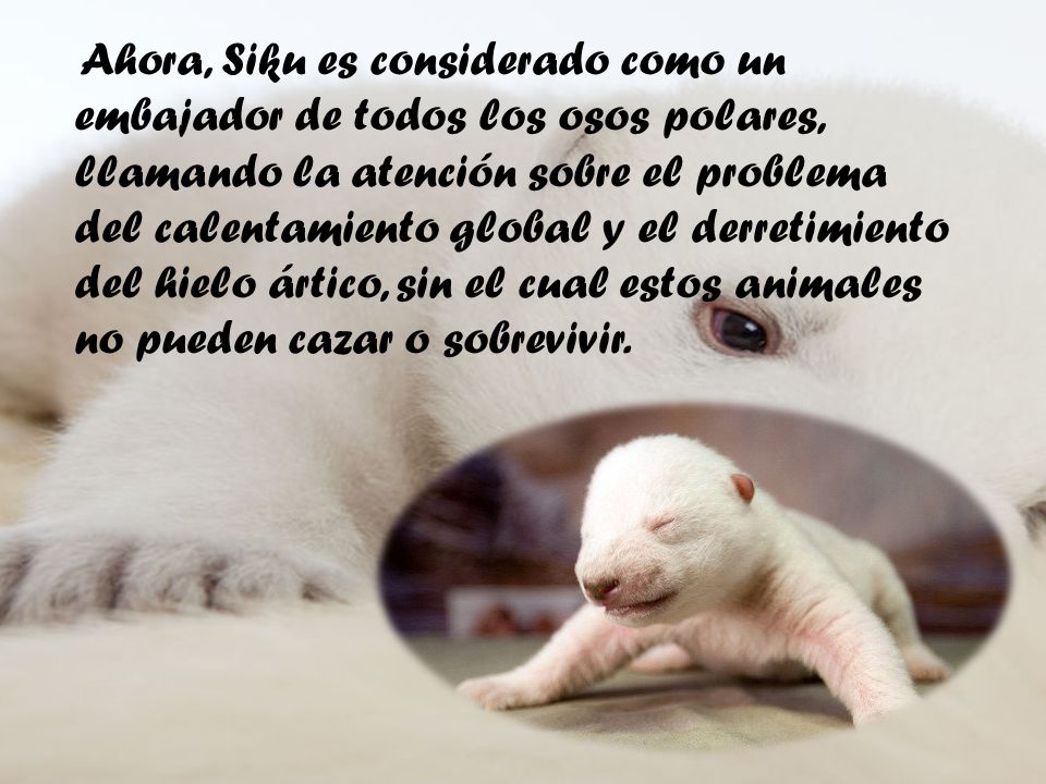 Ahora, Siku es considerado como un embajador de todos los osos polares, llamando la atención sobre el problema del calentamiento global y el derretimiento del hielo ártico, sin el cual estos animales no pueden cazar o sobrevivir.