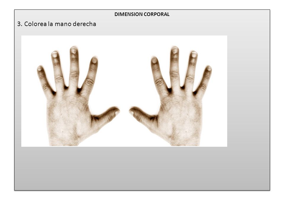 3. Colorea la mano derecha