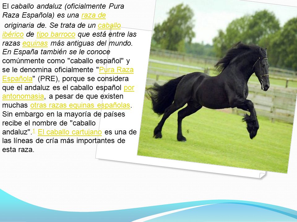 El caballo andaluz (oficialmente Pura Raza Española) es una raza de