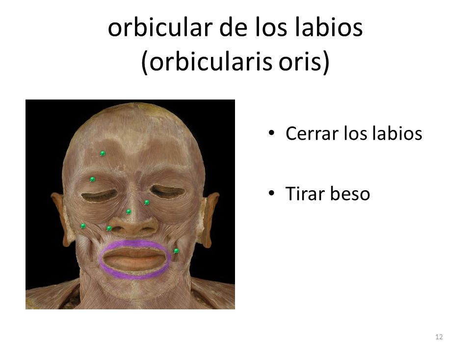 orbicular de los labios (orbicularis oris)
