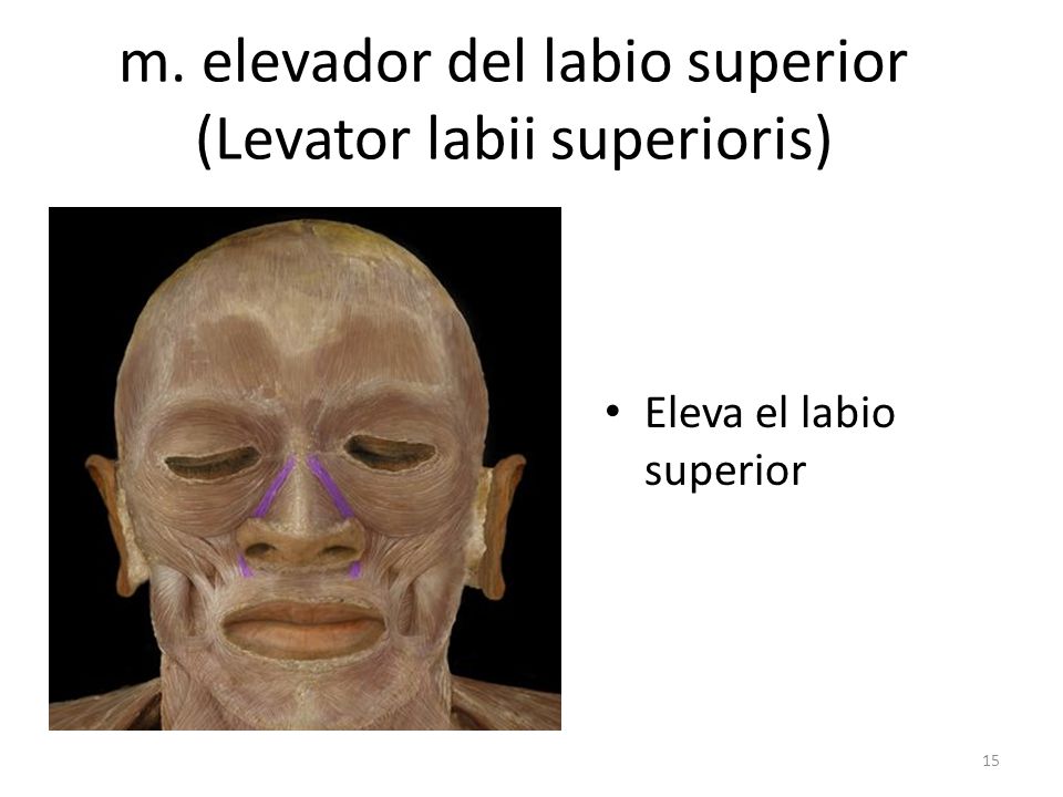 m. elevador del labio superior (Levator labii superioris)