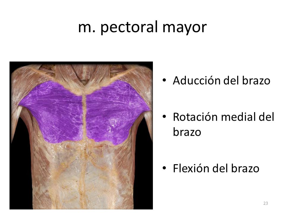 m. pectoral mayor Aducción del brazo Rotación medial del brazo