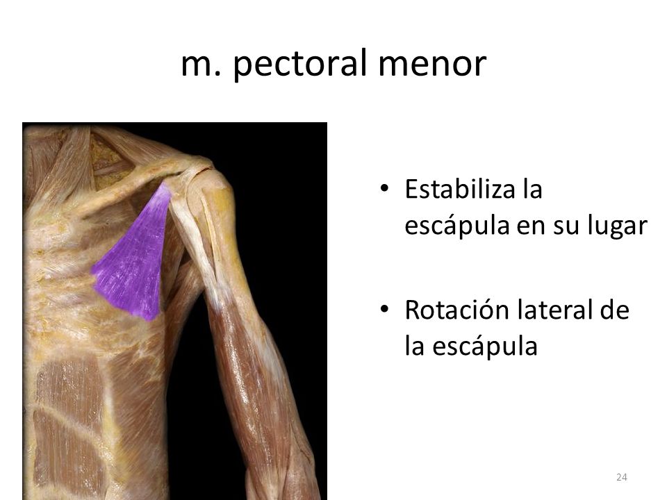 m. pectoral menor Estabiliza la escápula en su lugar