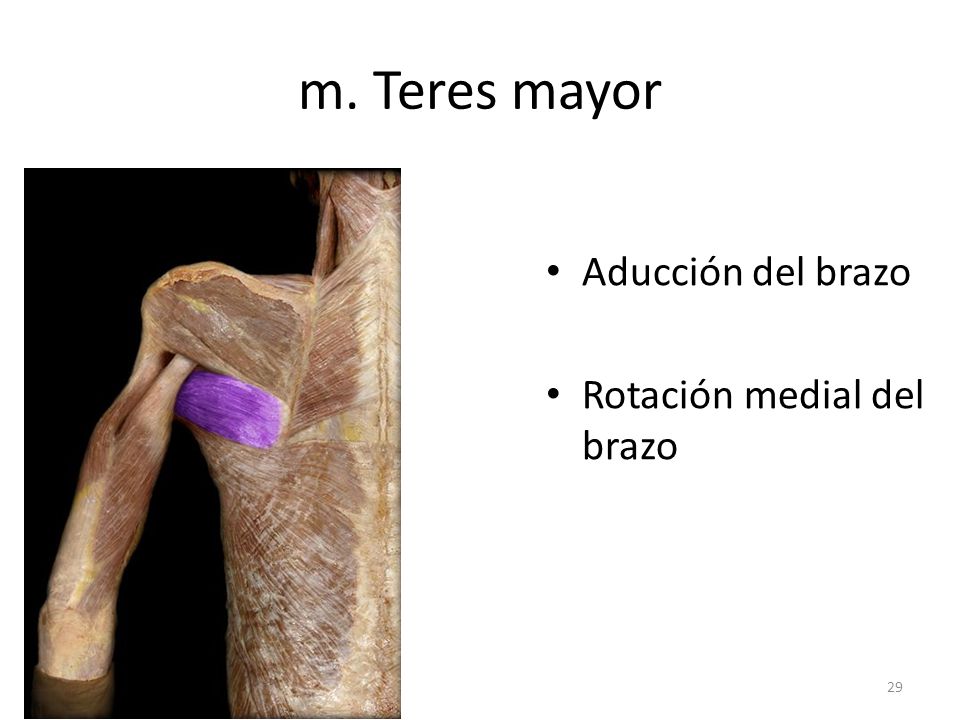 m. Teres mayor Aducción del brazo Rotación medial del brazo