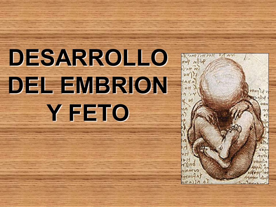 DESARROLLO DEL EMBRION Y FETO
