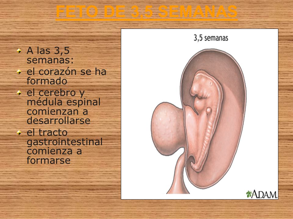 FETO DE 3,5 SEMANAS A las 3,5 semanas: el corazón se ha formado