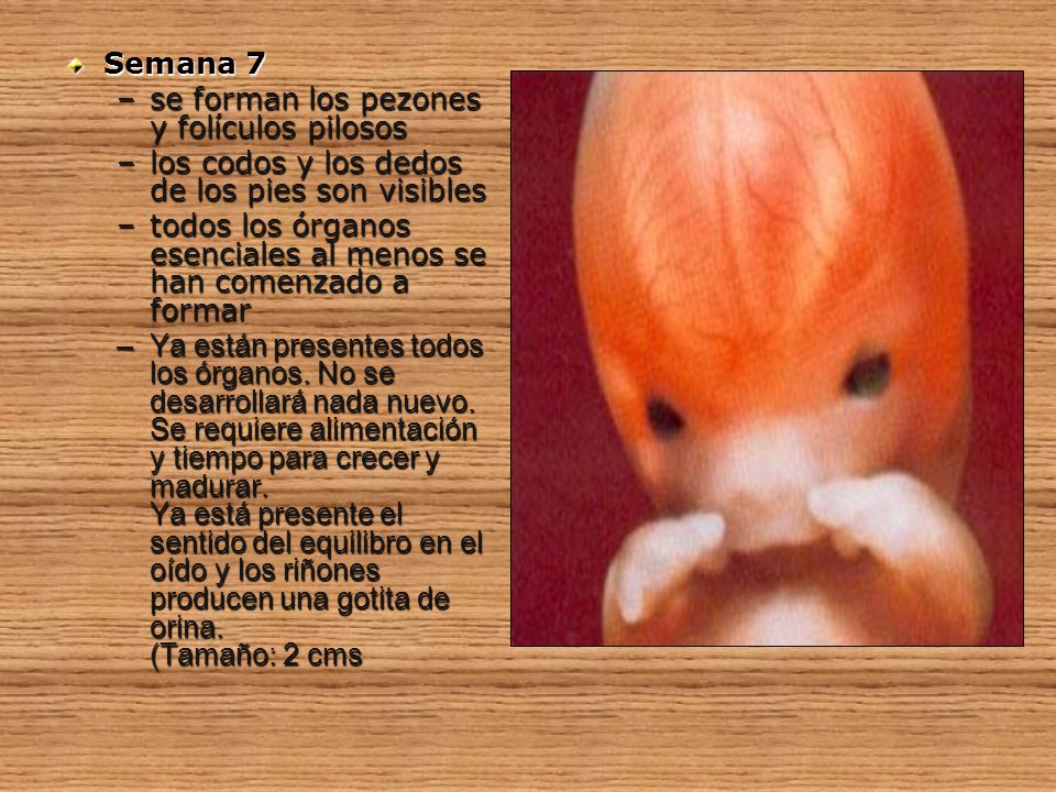 Semana 7 se forman los pezones y folículos pilosos. los codos y los dedos de los pies son visibles.
