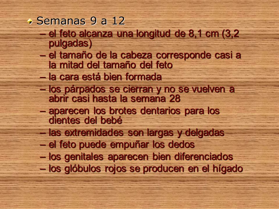 Semanas 9 a 12 el feto alcanza una longitud de 8,1 cm (3,2 pulgadas)