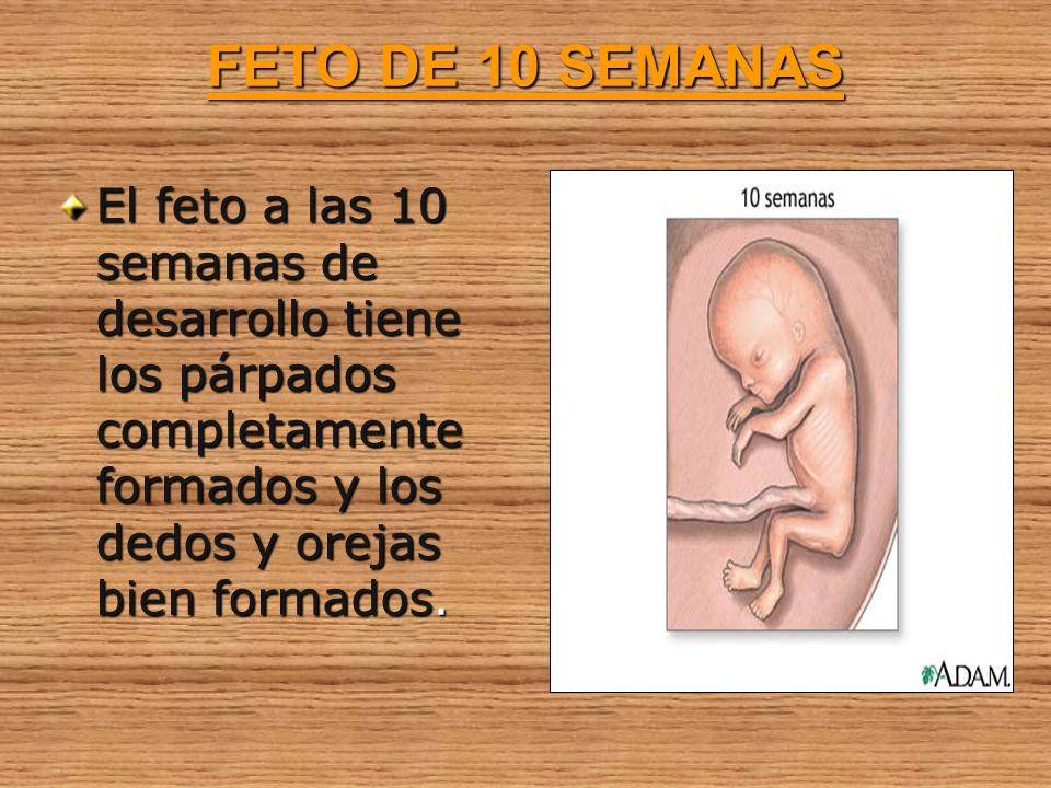 FETO DE 10 SEMANAS El feto a las 10 semanas de desarrollo tiene los párpados completamente formados y los dedos y orejas bien formados.