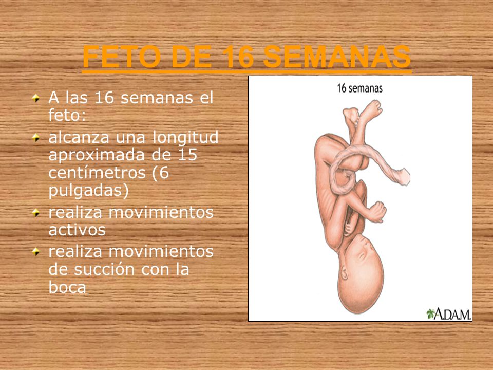 FETO DE 16 SEMANAS A las 16 semanas el feto: