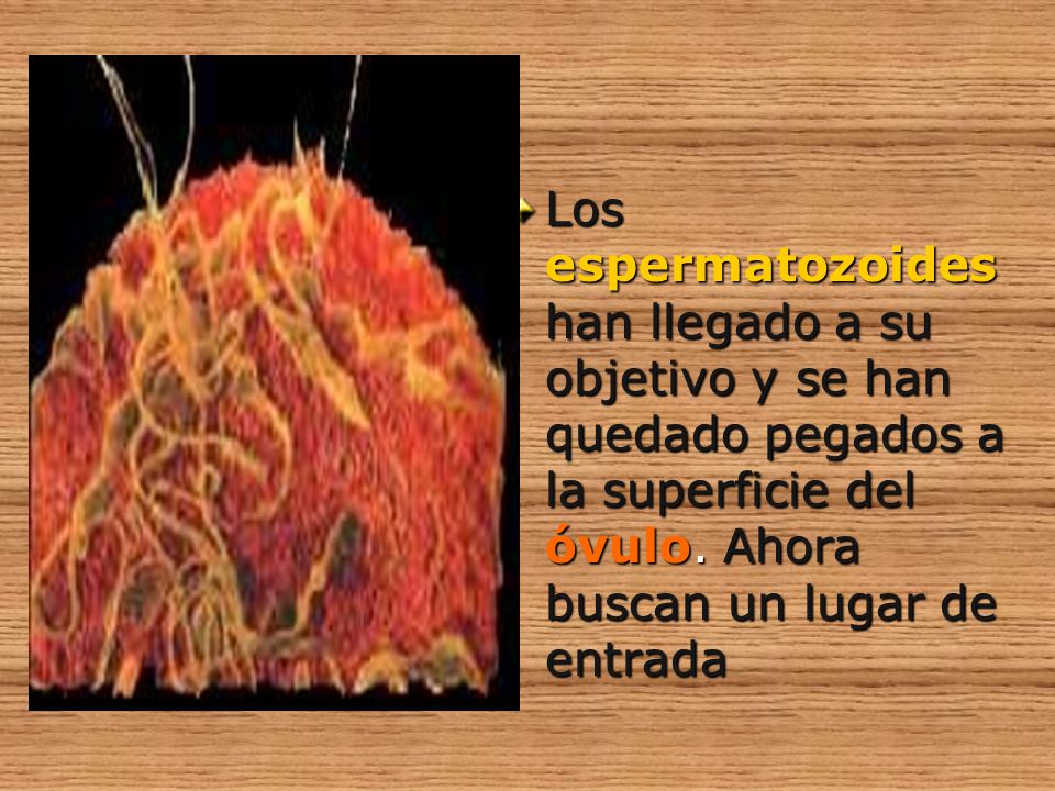 Los espermatozoides han llegado a su objetivo y se han quedado pegados a la superficie del óvulo.