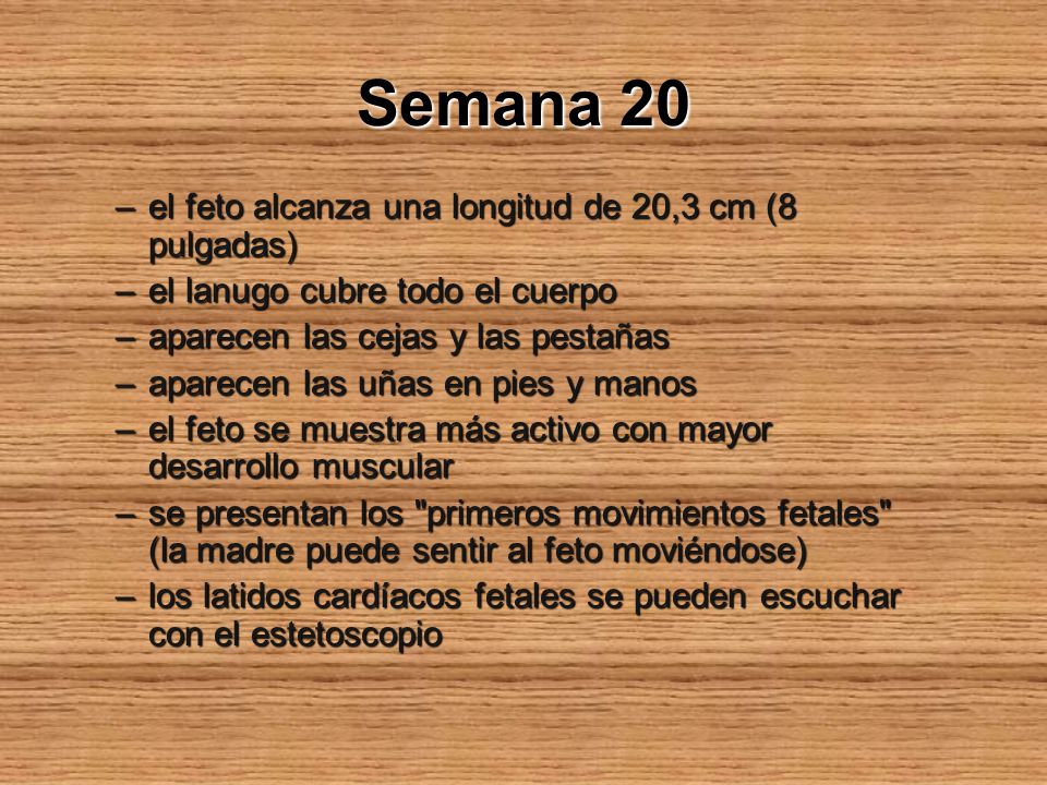Semana 20 el feto alcanza una longitud de 20,3 cm (8 pulgadas)