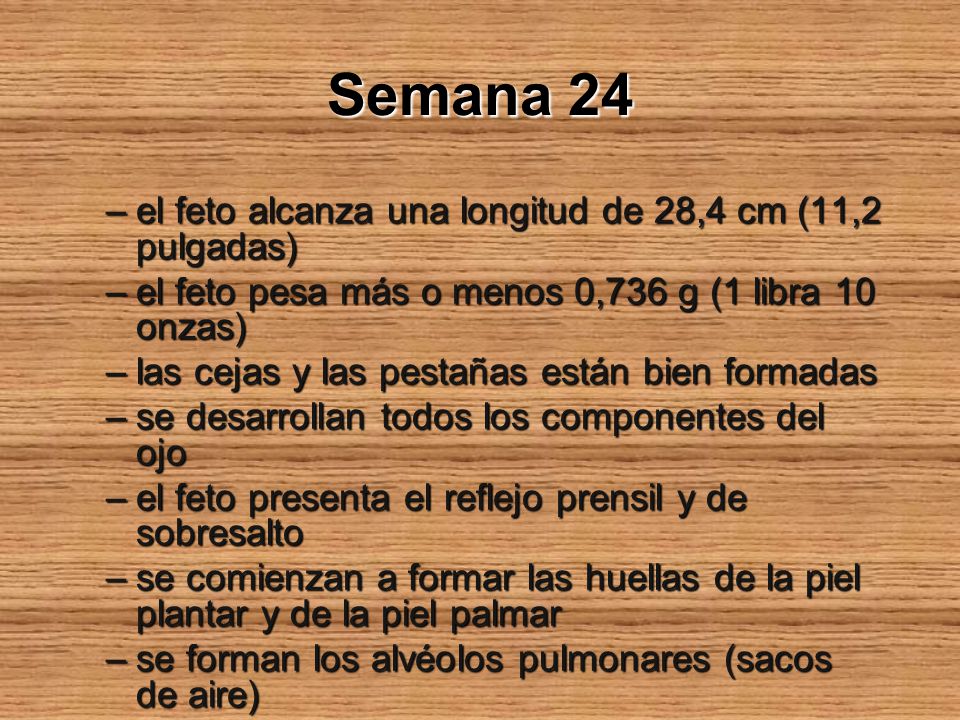 Semana 24 el feto alcanza una longitud de 28,4 cm (11,2 pulgadas)